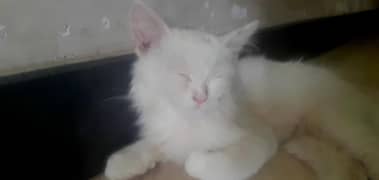 persion cat 5month kitten with brown eyes