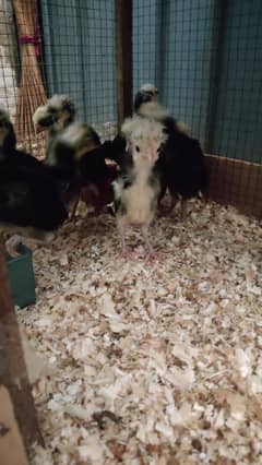 White crested Black Polish Chicks