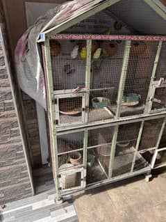 Parrots cage