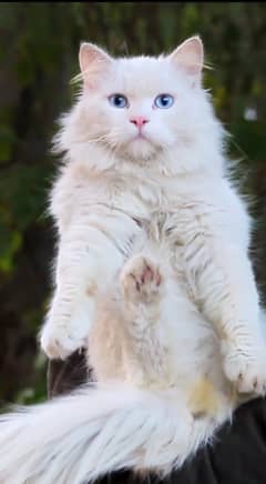 White male cat - pershian cat - blue eyes