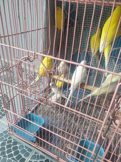 Australian Parrots