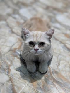 Persian cat