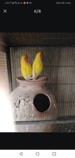 lovebirds breeder pair for sale