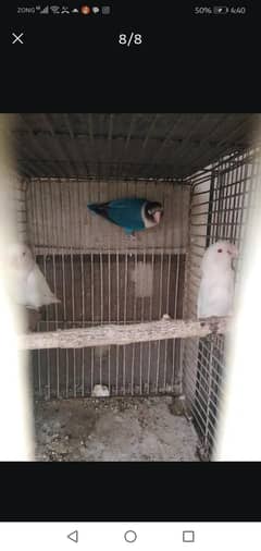 breeder