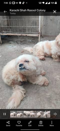 shih Tzu