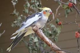 cocktail parrot