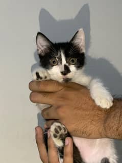 cute kitten ready for salw