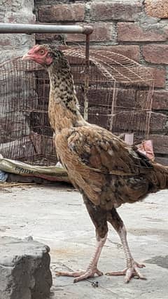 1 murga 2murgia for sale