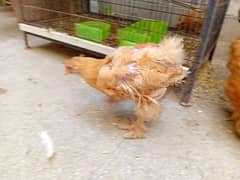 Golden havy buff & white bantam