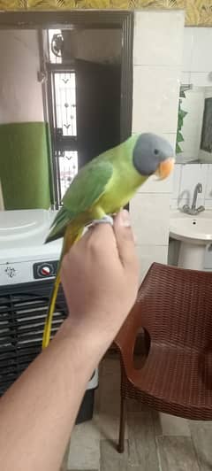 A plum headed parrot hand tame don't bite