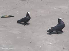 Fancy birds Kabootar pigeon available