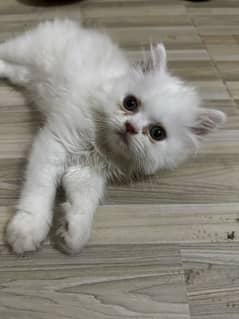 Persian kittens