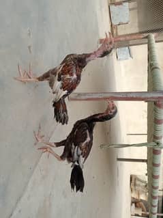 aseel