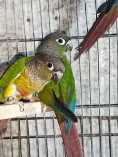 Green cheek and yellow sided