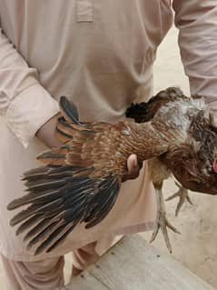 aseel female