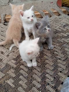 Persian kittens