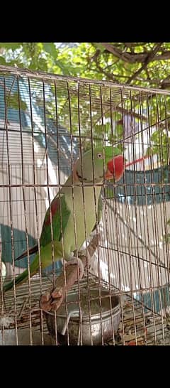 raw talking parrot