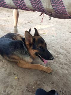 #german #shepherd #germanshepherd #dog