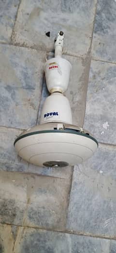 Royal fan
