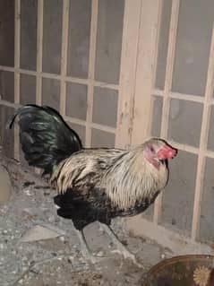 Desi Hen