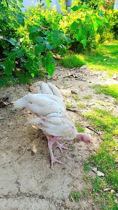 Pure Aseel Heera chicks of 4 months