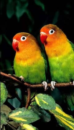 LOVE BIRD PAIR FOR SALE