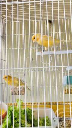 Canari