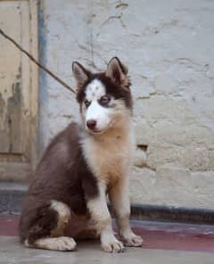 Siberian