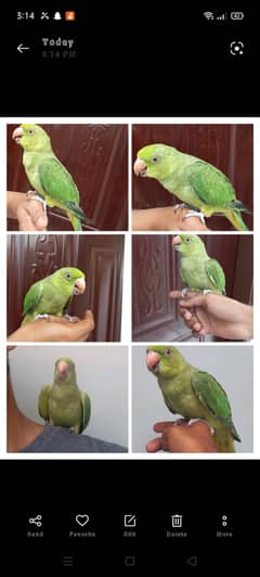 Bismillah Ringneck baby start talking learning per hai