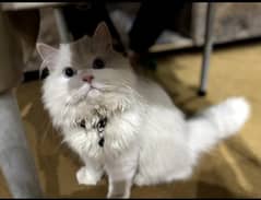 Persian cat
