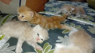Persian kittens For sale
