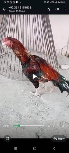 aseel breeder  murga