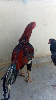 aseel