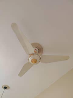 Indus ceiling fan 220v I Victoria Model