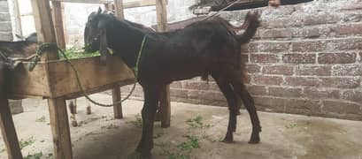 bakra for sale