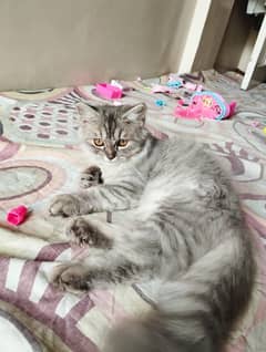 Persian cat