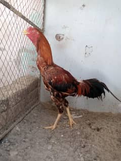 Aseel pair