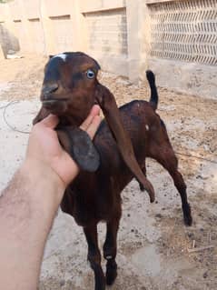 Beetal male 3 month for sale demand 45000