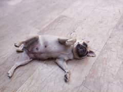 Pug