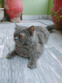 female cat for sell
