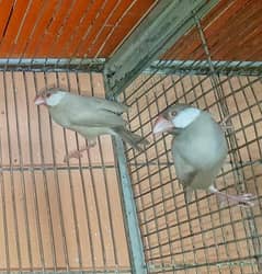 Fawn Java Finch