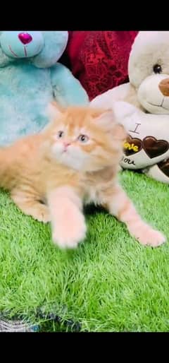 blue eyes white Persian kitten|Triple long coat |WhatsApp. 03250387943