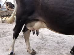 Cross cow