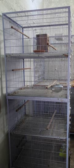 birds
