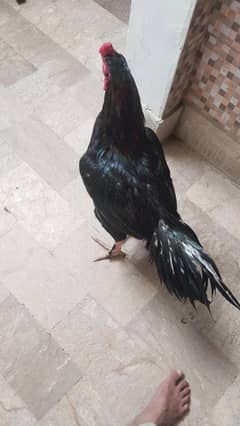 aseel murgha Lasani