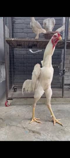shamo male