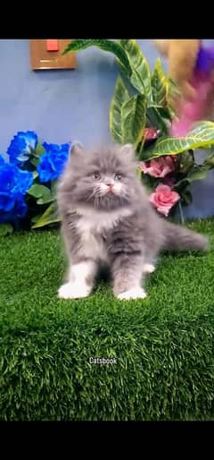blue eyes white Persian kitten|Triple long coat |WhatsApp. 03250387943