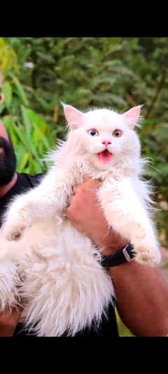 odd eyes male cat - white male cat - persian cat for sale