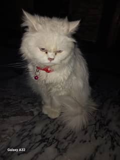 persian cat