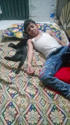 persion cat black